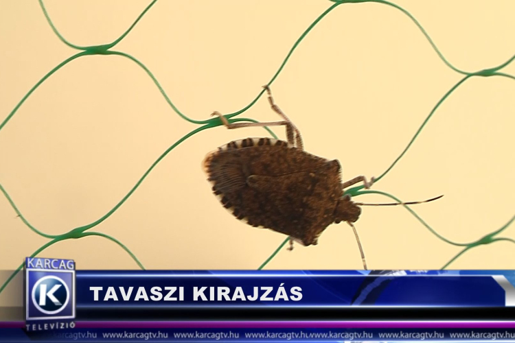 TAVASZI KIRAJZÁS