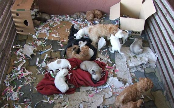 25 kölyökkutyát zsúfoltak a kocsiba – Elítélték a kutyacsempészeket