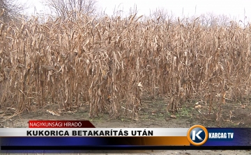 Kukorica betakarítás után