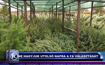 NE HAGYJUK UTOLSÓ NAPRA A FA VÁLASZTÁSÁT
