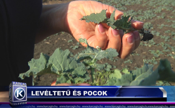 LEVÉLTETŰ ÉS POCOK