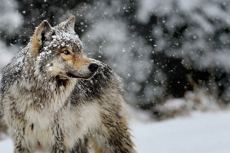 Megszökött farkas - Továbbra is cél a farkasok Magyarországra telepítése