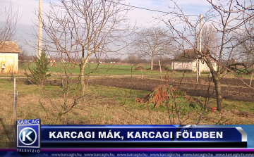 KARCAGI MÁK KARCAGI FÖLDBEN