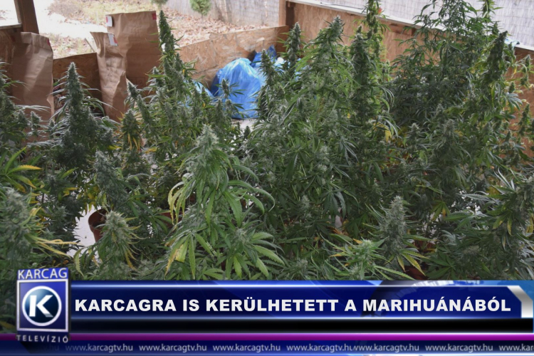 KARCAGRA IS KERÜLHETETT A MARIHUÁNÁBÓL
