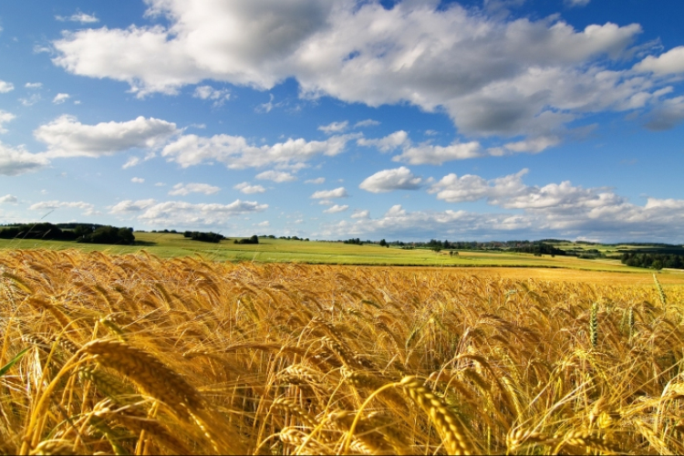 Minden készen áll, hogy megkezdődhessen az aratás