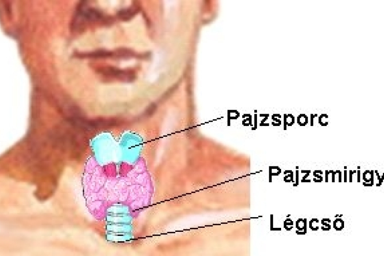 Ilyen problémákat okozhat a pajzsmirigygyulladás