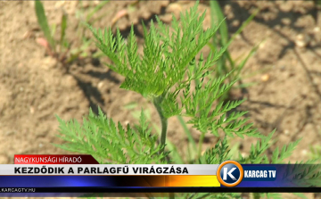 KEZDŐDIK A PARLAGFŰ VIRÁGZÁSA