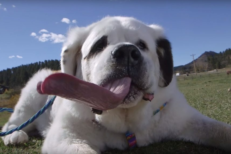 Íme a világ leghosszabb nyelvű kutyája