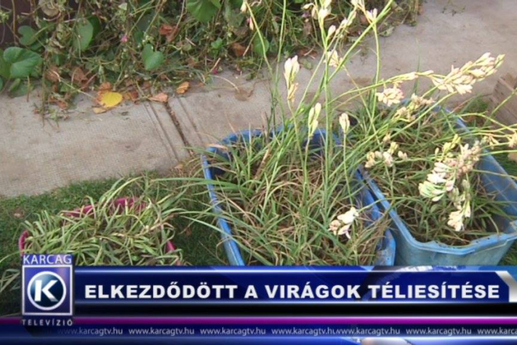 ELKEZDŐDÖTT A VIRÁGOK TÉLIESÍTÉSE
