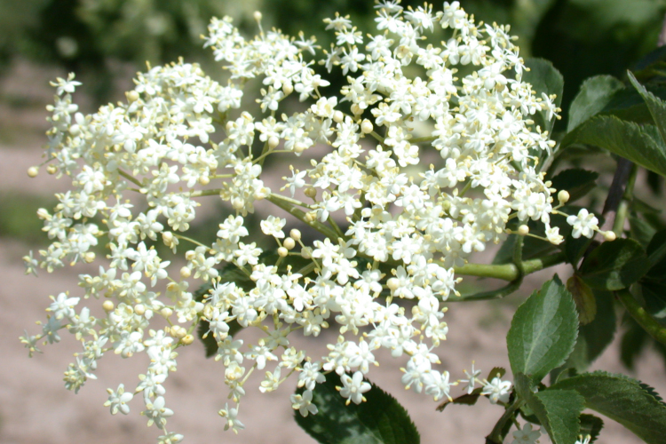 Bodza – természetesen az influenza ellen