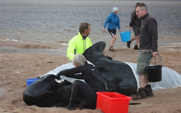 Tömeges delfinpusztulást okozott a brit haditengerészet 