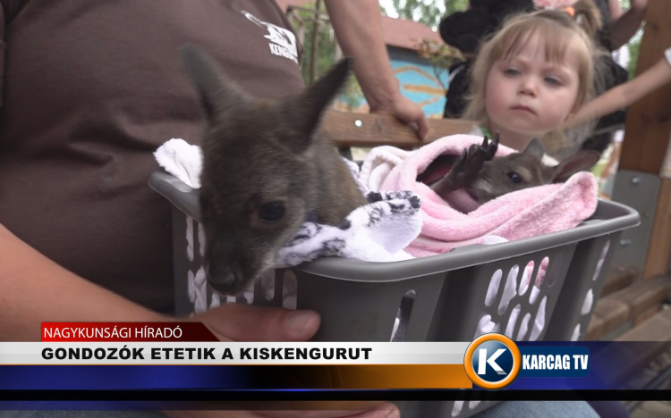 GONDOZÓK ETETIK A KISKENGURUT 