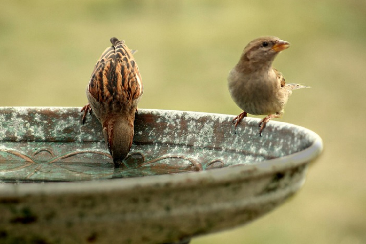 Hőség - Itassuk a madarakat a kánikulában!