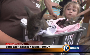 GONDOZÓK ETETIK A KISKENGURUT 