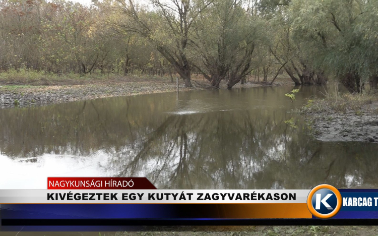 KIVÉGEZTEK EGY KUTYÁT ZAGYVARÉKASON