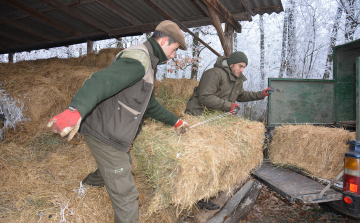 A vadállomány a hidegben sem éhezik