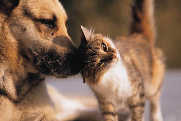 Sokan a minimálbér felét is elköltik háziállataikra 