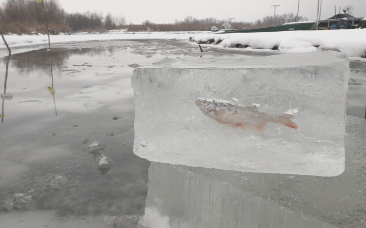 JÉGBE FAGYOTT A HAL TISZADERZSEN