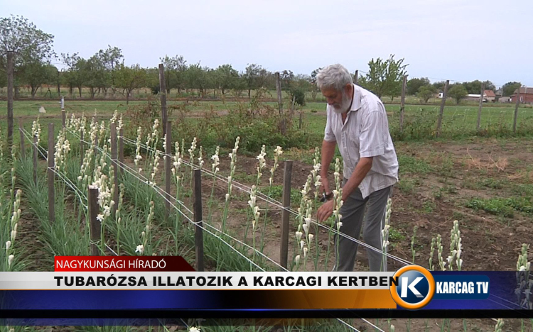 TUBARÓZSA ILLATOZIK A KARCAGI KERTBEN