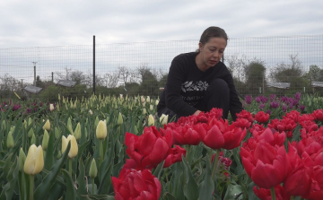 NÉPSZERŰ A KARCAGI TULIPÁNOS KERT
