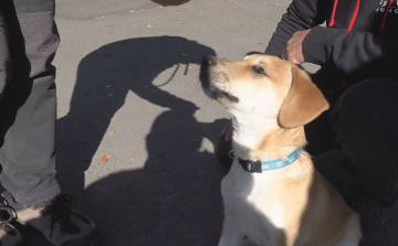 VAK KUTYÁT MENTETTEK JÁSZBERÉNYBEN