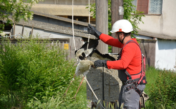 Gólyát mentettek a Karcagiak