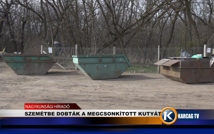 SZEMÉTBE DOBTÁK A MEGCSONKÍTOTT KUTYÁT