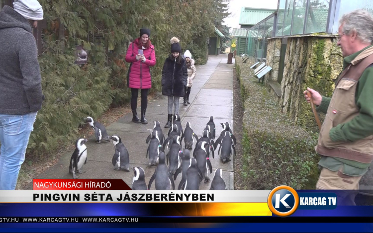 PINGVIN SÉTA JÁSZBERÉNYBEN