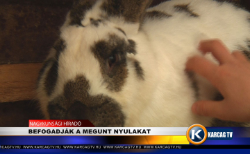 BEFOGADJÁK A MEGUNT NYULAKAT