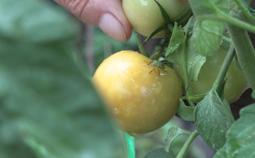 GONDOT OKOZNAK A POLOSKÁK A KERTEKBEN