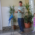 Papagáj, hüllő kiállítás