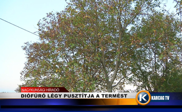 DIÓFÚRÓ LÉGY PUSZTÍTJA A TERMÉST