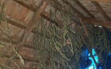 Szalóki házában termesztett cannabist egy holland házaspár