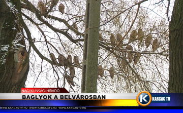 Baglyok a belvárosban