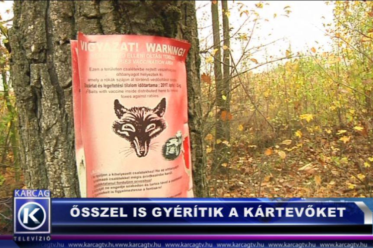 ŐSSZEL IS GYÉRÍTIK A KÁRTEVŐKET A VADÁSZTÁRSASÁGOK