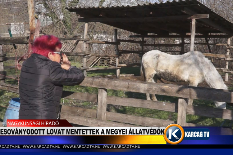 Lesoványodott lovat mentettek a megyei állatvédők