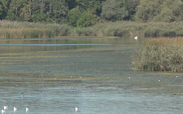 Október végén leálltak a viharjelzők a hazai tavakon