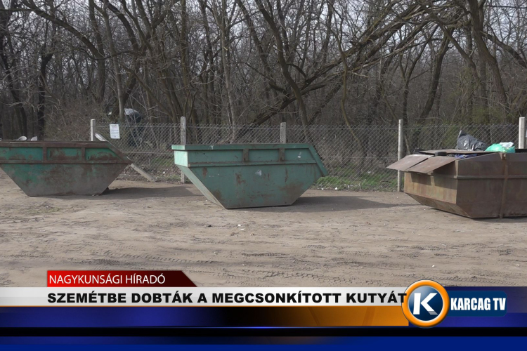 SZEMÉTBE DOBTÁK A MEGCSONKÍTOTT KUTYÁT