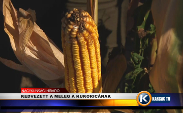 KEDVEZETT A MELEG A KUKORICÁNAK