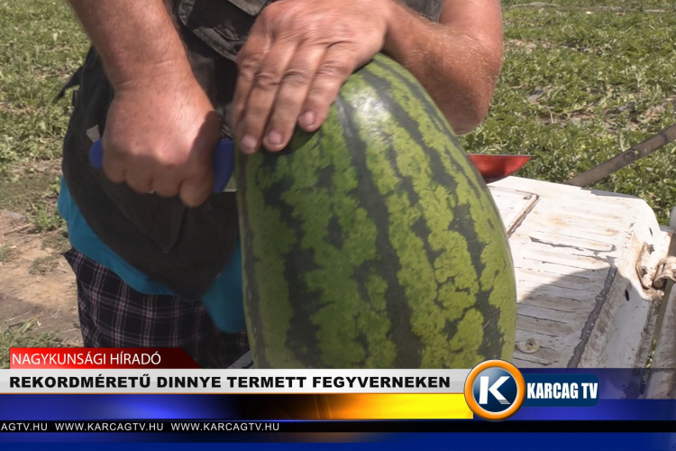 REKORDMÉRETŰ DINNYE TERMETT FEGYVERNEKEN 