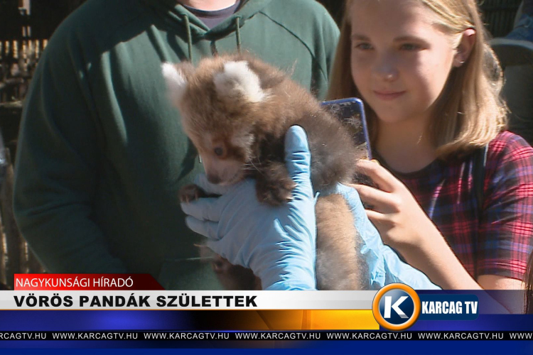 VÖRÖS PANDÁK SZÜLETTEK