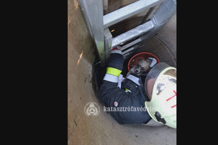 Kútba esett egy kutya Tiszaszentimrén
