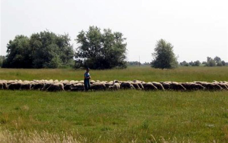 Karcag, a juhtenyésztés hazája