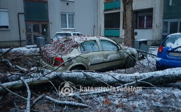 Autókra dőlt egy fa Tiszafüreden
