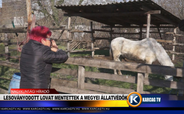 Lesoványodott lovat mentettek a megyei állatvédők