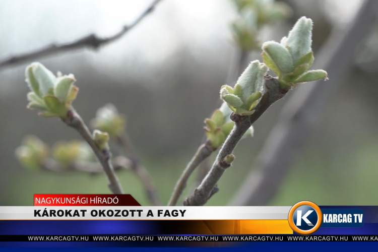 KÁROKAT OKOZOTT A FAGY