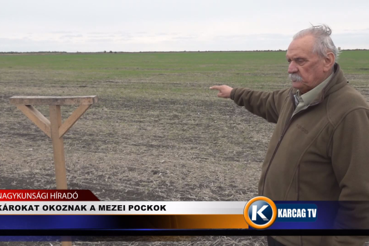 KÁROKAT OKOZNAK A MEZEI POCKOK