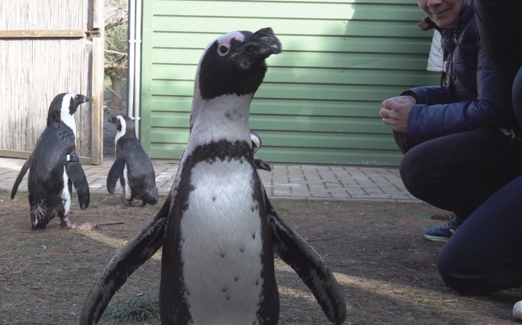 KÜLÖNLEGES TÉLI ÉLMÉNY A JÁSZBERÉNYI ÁLLATKERTBEN