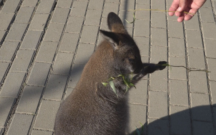 ÚJ LAKÓK A TISZADERZSI KENGURUPARKBAN