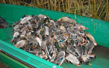 Orvvadászat a Tisza-tónál
